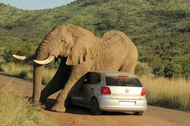 Elefante su macchina 