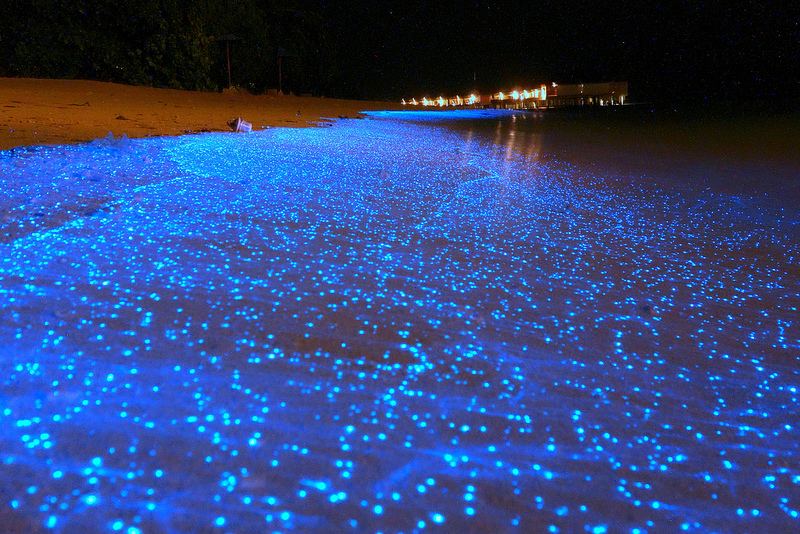 Bioluminescent Beach, The Maldives