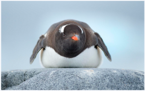 Antartide, il pinguino