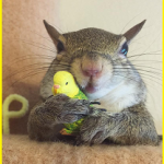 Lo scoiattolo Jill, il divo di Instagram e un topo fresco di giornata: ecco le News!