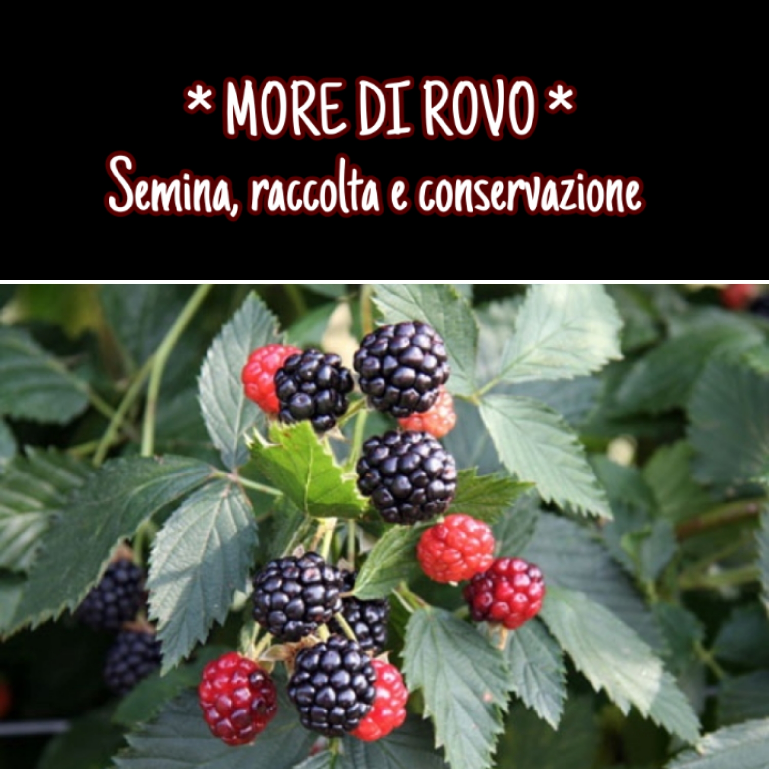 Mora di rovo, il frutto di settembre